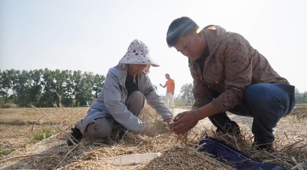 关屯乡干部及网格员帮助当地农户抢收小麦。